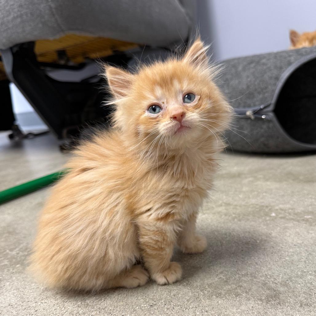 Patch, Adoptable, Kitten Male Domestic Long Hair.
