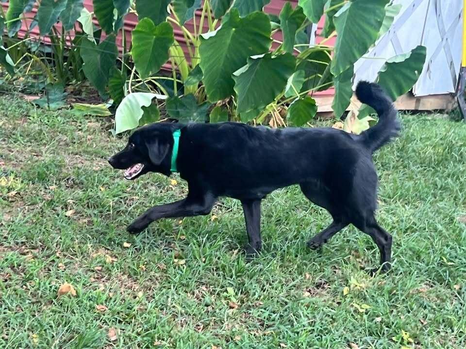 Enlarge Maisie, a Adoptable mixed breed in Acworth, GA image 1/6