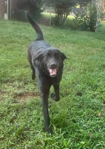 Enlarge Maisie, a Adoptable mixed breed in Acworth, GA image 2/6