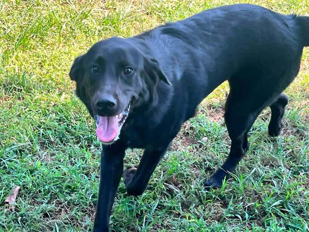 Enlarge Maisie, a Adoptable mixed breed in Acworth, GA image 3/6
