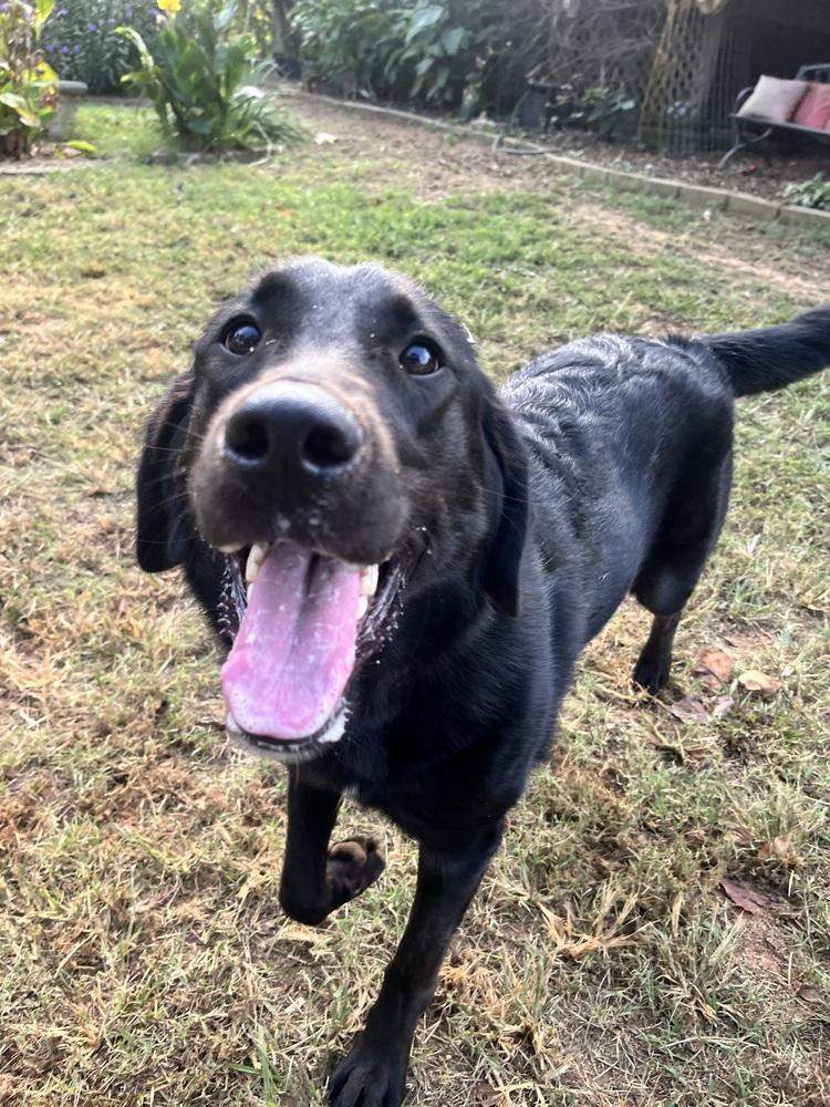 Enlarge Maisie, a Adoptable mixed breed in Acworth, GA image 4/6