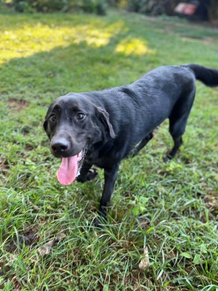 Enlarge Maisie, a Adoptable mixed breed in Acworth, GA image 5/6