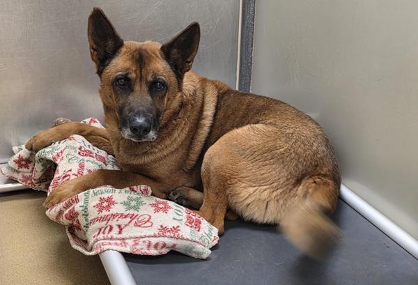 Walterini, Adoptable, Adult Male Shepherd & Chow Chow.