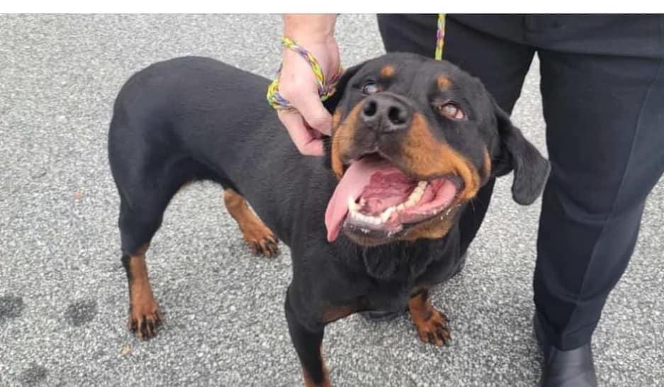UMA, a Adoptable Rottweiler in Chapel Hill, NC image 6/6