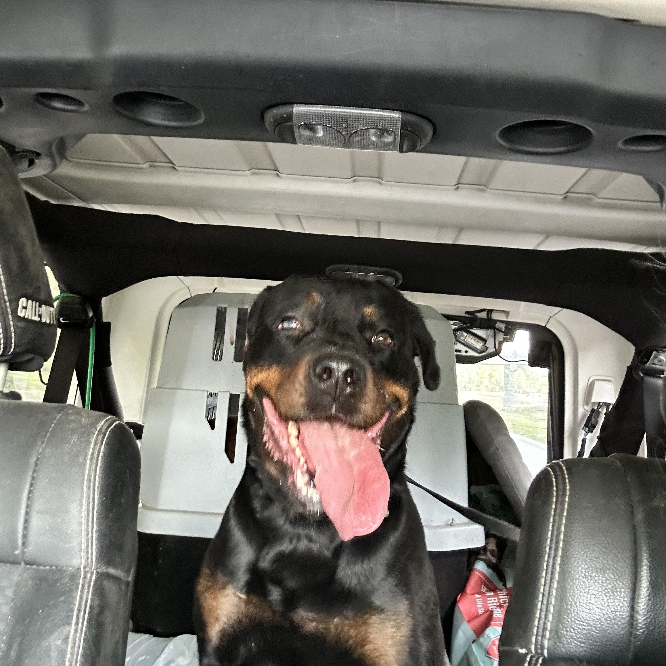 UMA, Adoptable, Adult Female Rottweiler.