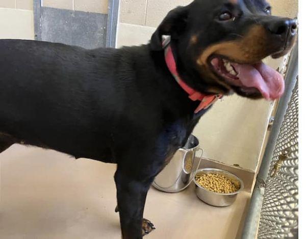 UMA, a Adoptable Rottweiler in Chapel Hill, NC image 3/6