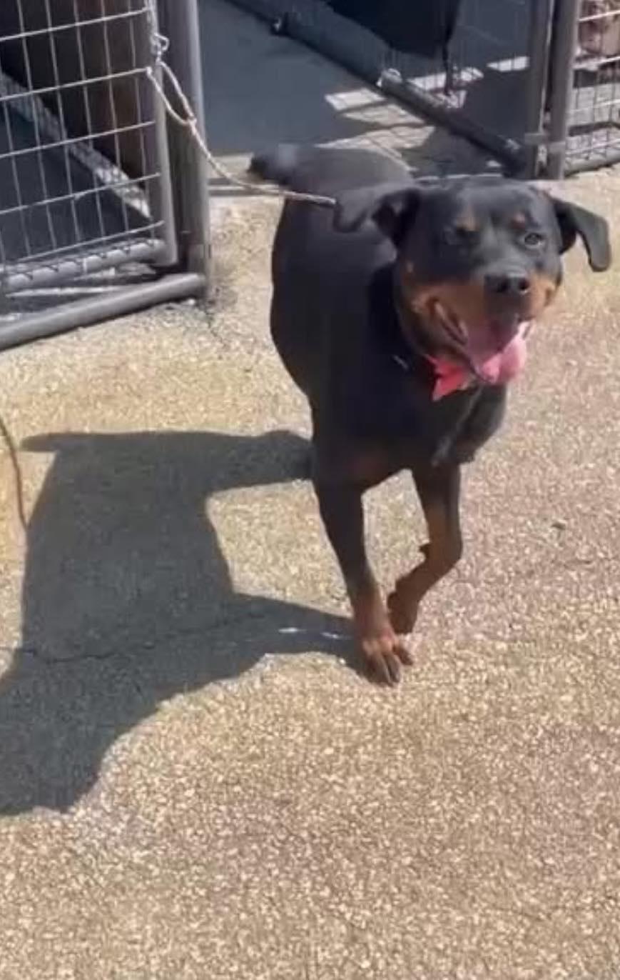 UMA, a Adoptable Rottweiler in Chapel Hill, NC image 5/6