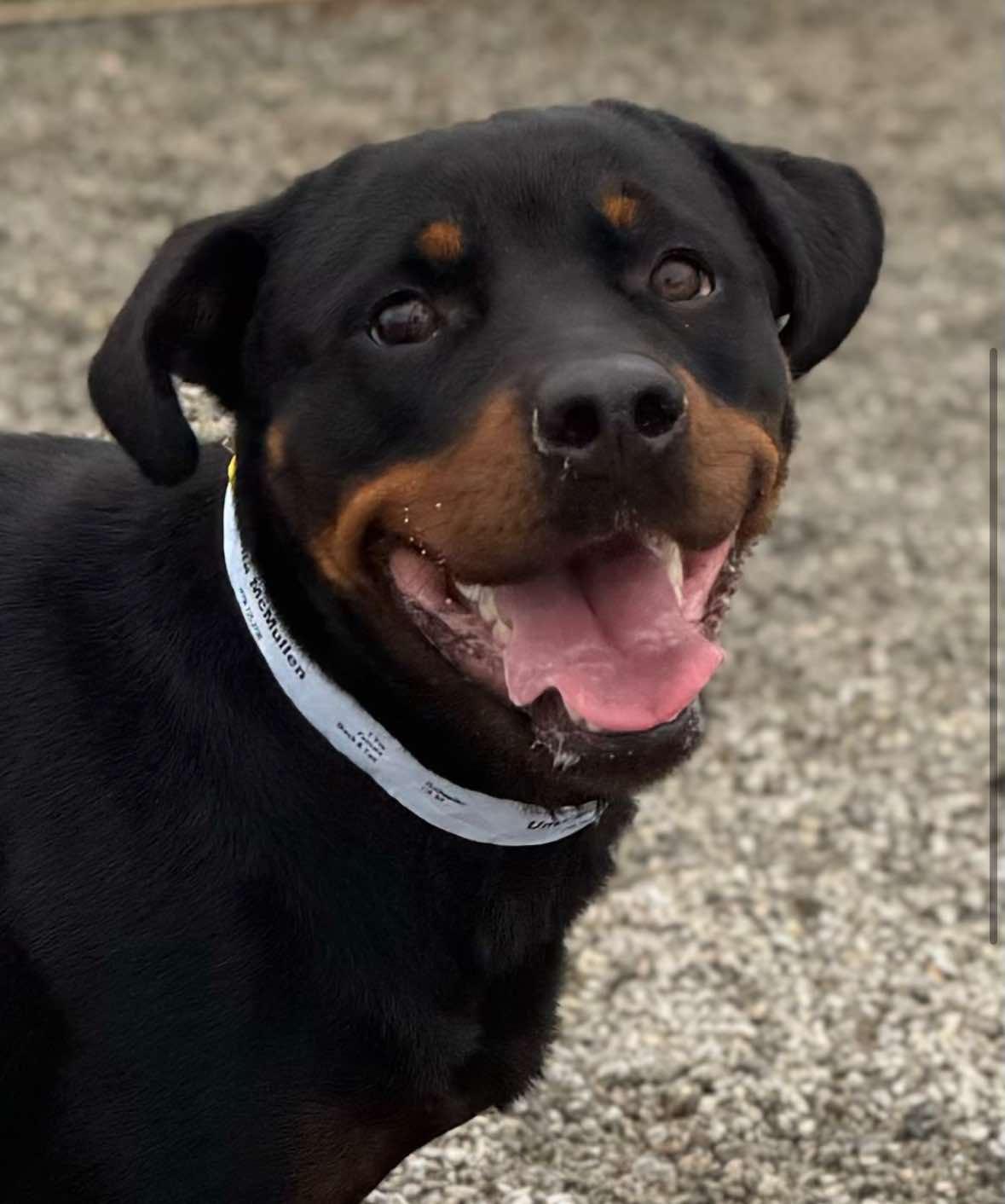 UMA, a Adoptable Rottweiler in Chapel Hill, NC image 1/6