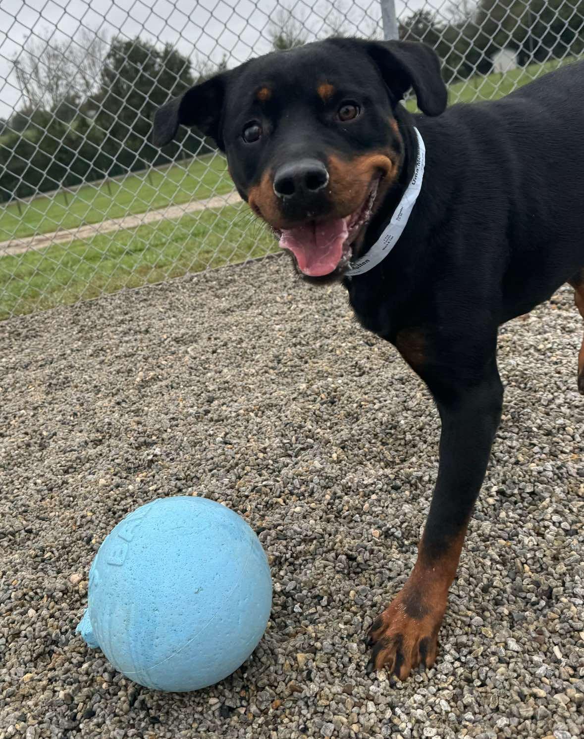 UMA, a Adoptable Rottweiler in Chapel Hill, NC image 2/6