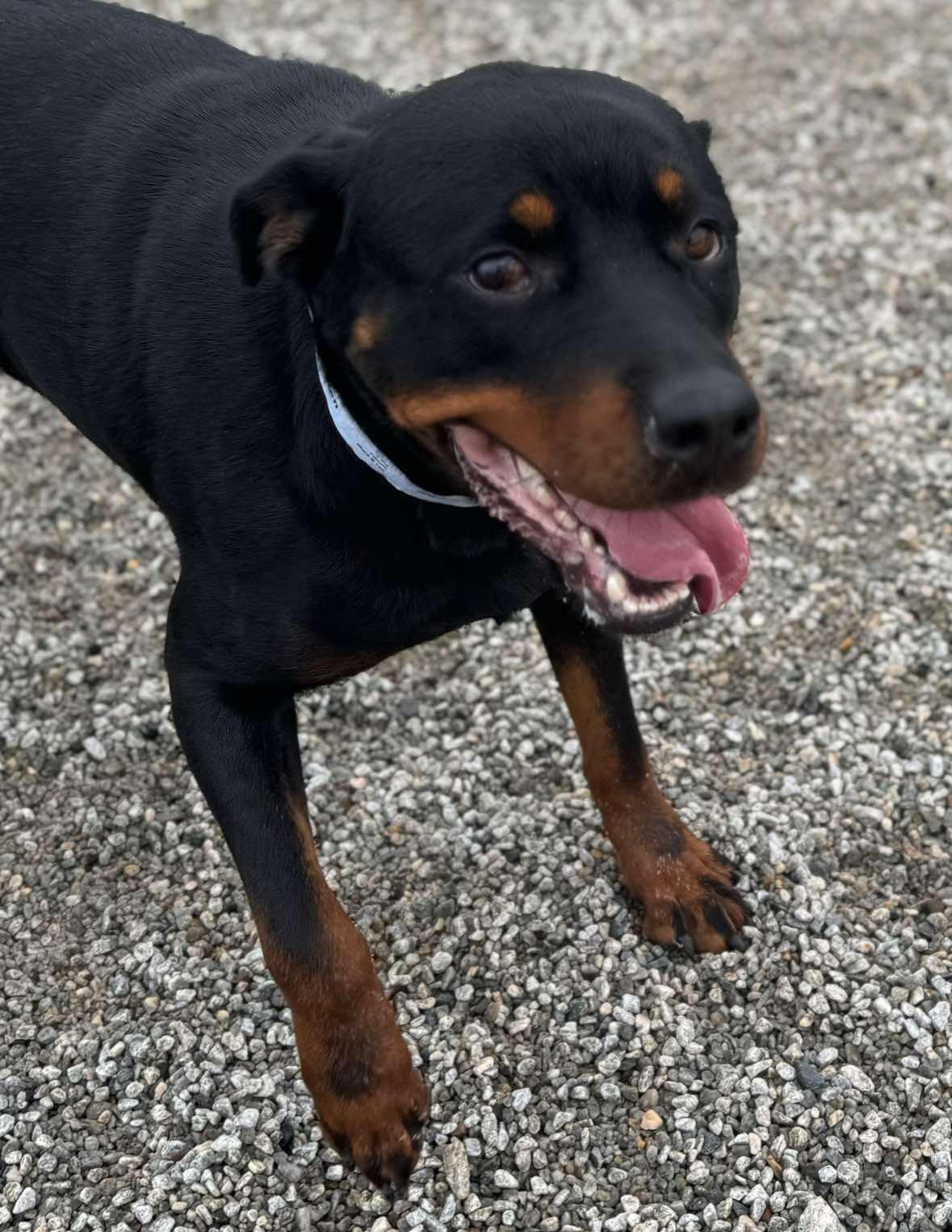 UMA, a Adoptable Rottweiler in Chapel Hill, NC image 4/6