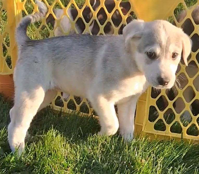 Enlarge Lea/1, a Adoptable mixed breed in Thompson Falls, MT image 2/3