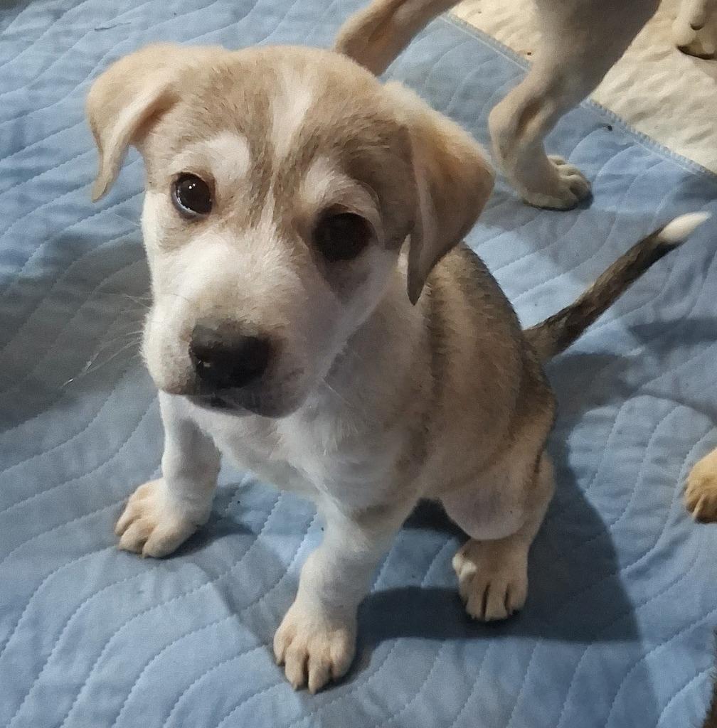 Enlarge Lea/1, a Adoptable mixed breed in Thompson Falls, MT image 3/3