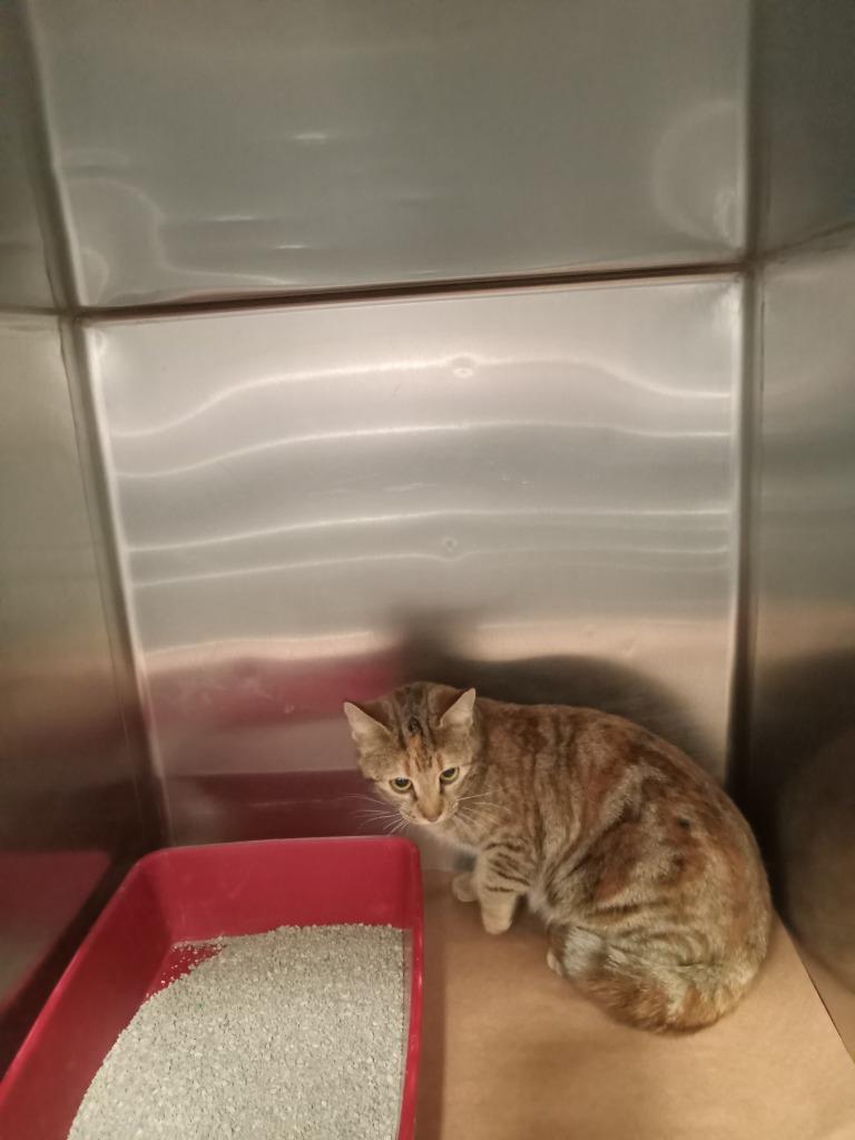 Twinkie, Adoptable, Young Female Domestic Short Hair.