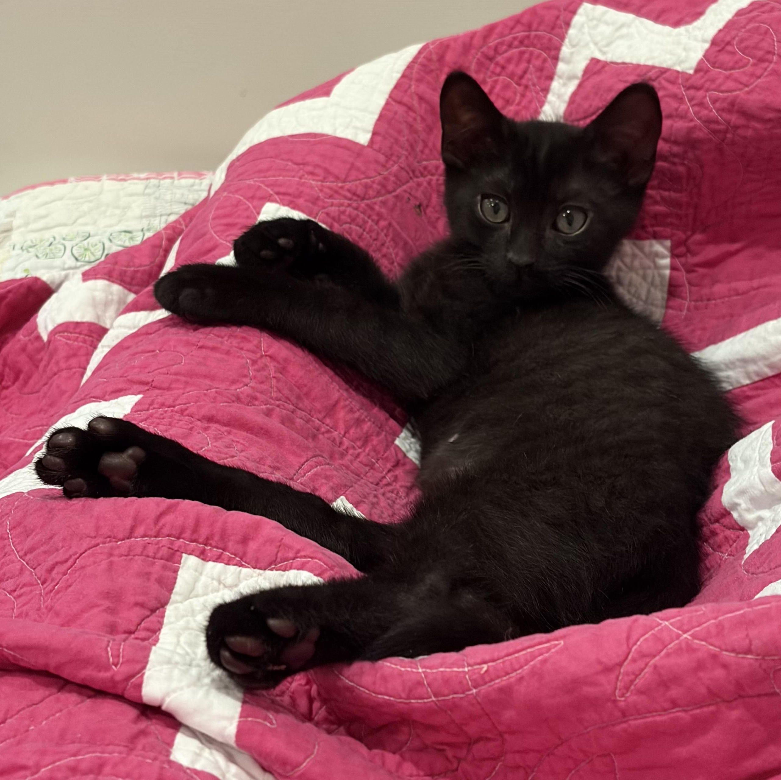 Yankee, adopted, Kitten Male Bombay & Domestic Short Hair.