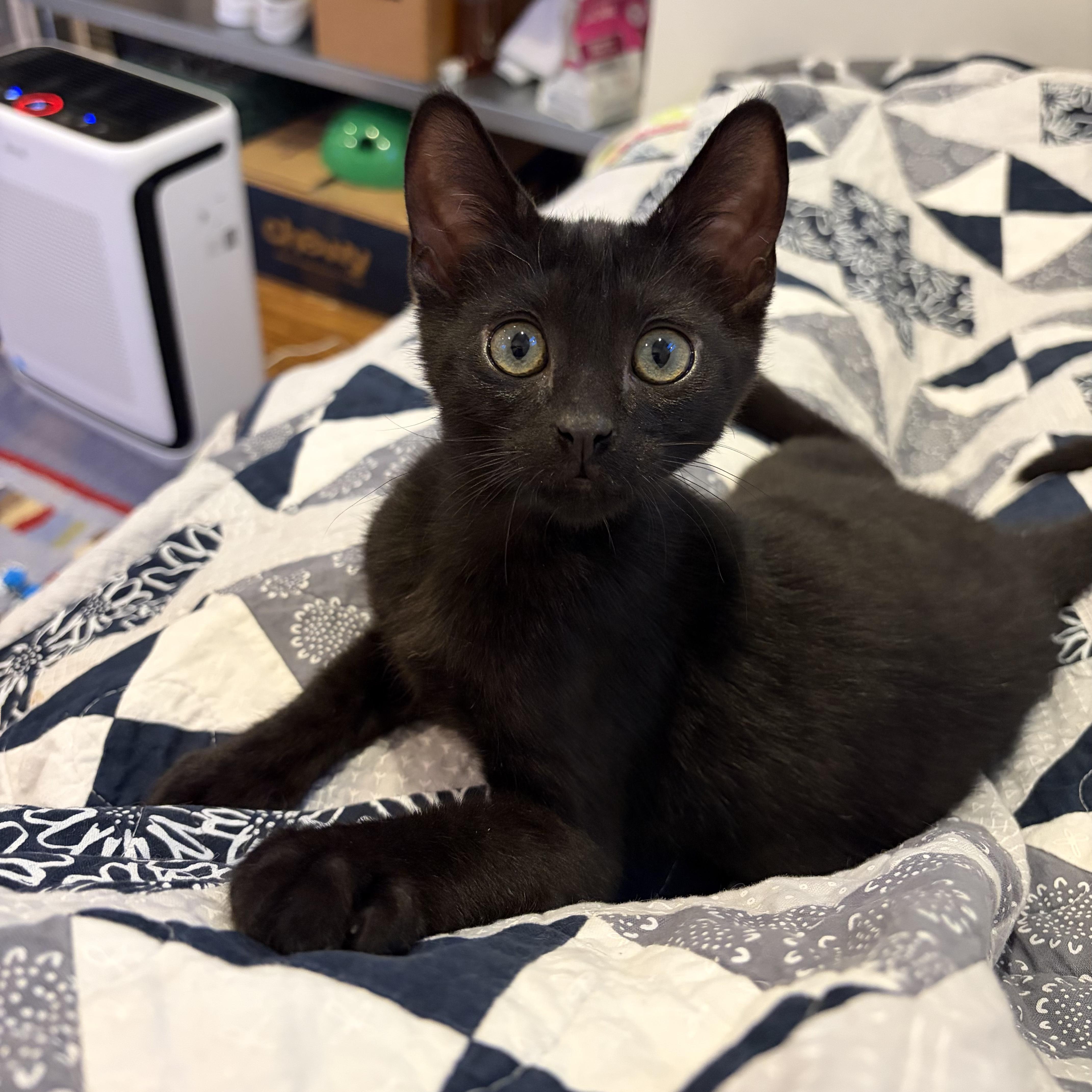 Enlarge Yankee, an adopted mixed breed in Hyattsville, MD image 4/4