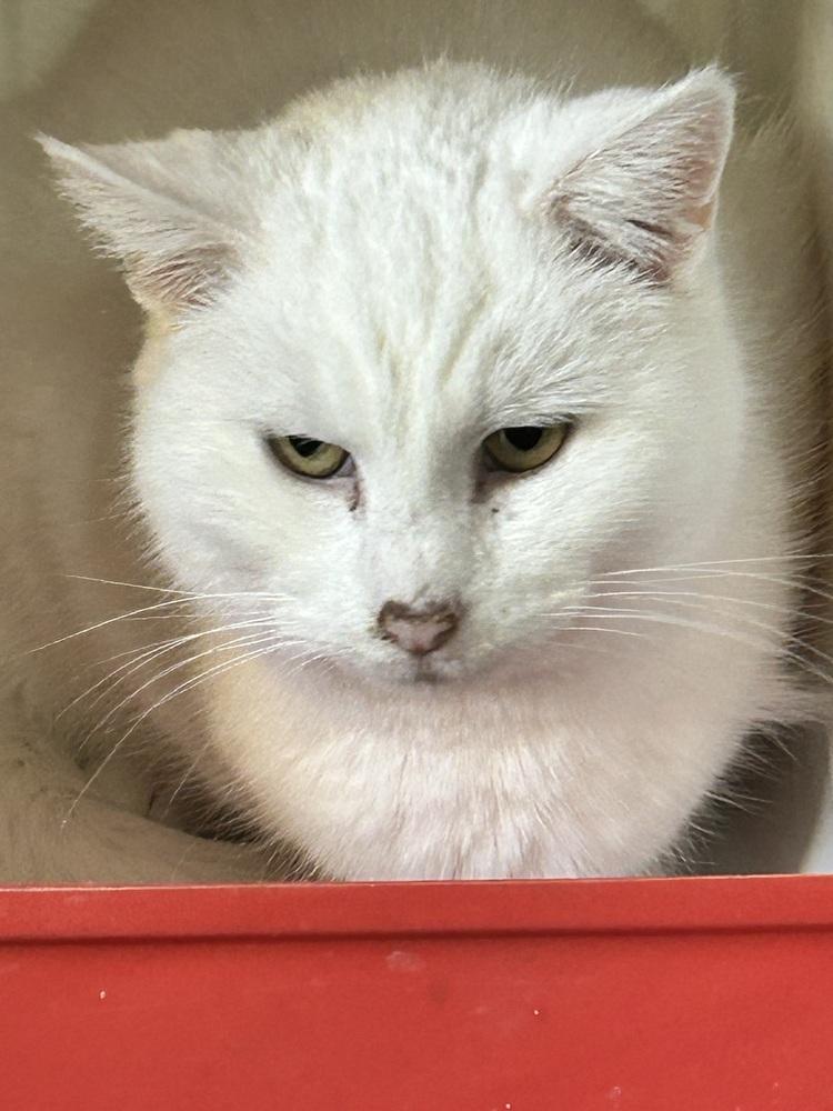 Aspen, Adoptable, Adult Female Domestic Medium Hair.