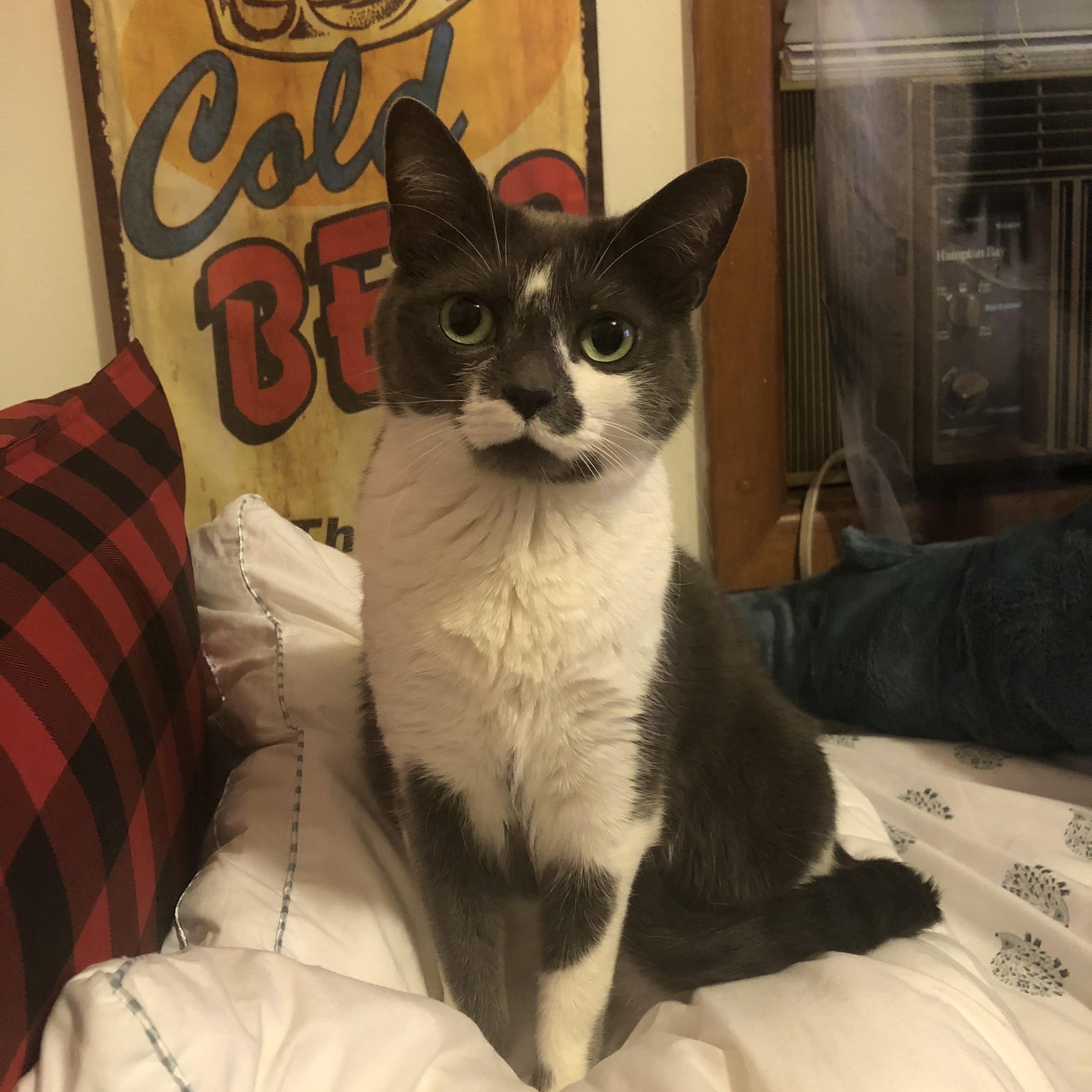 Puddles, Adopted, Senior Female Domestic Short Hair.