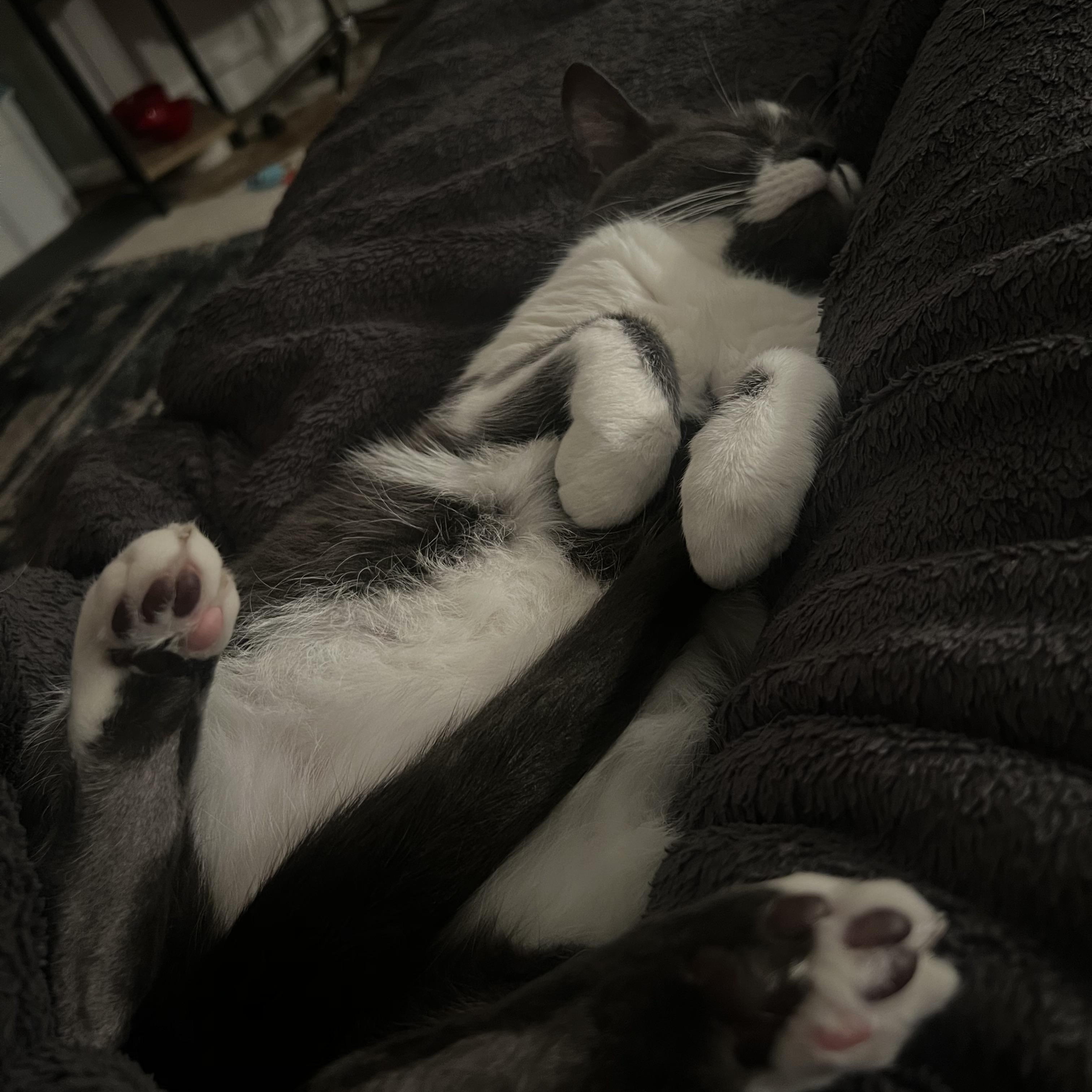 Puddles, a Adopted Domestic Short Hair in Edgewood, WA image 3/3