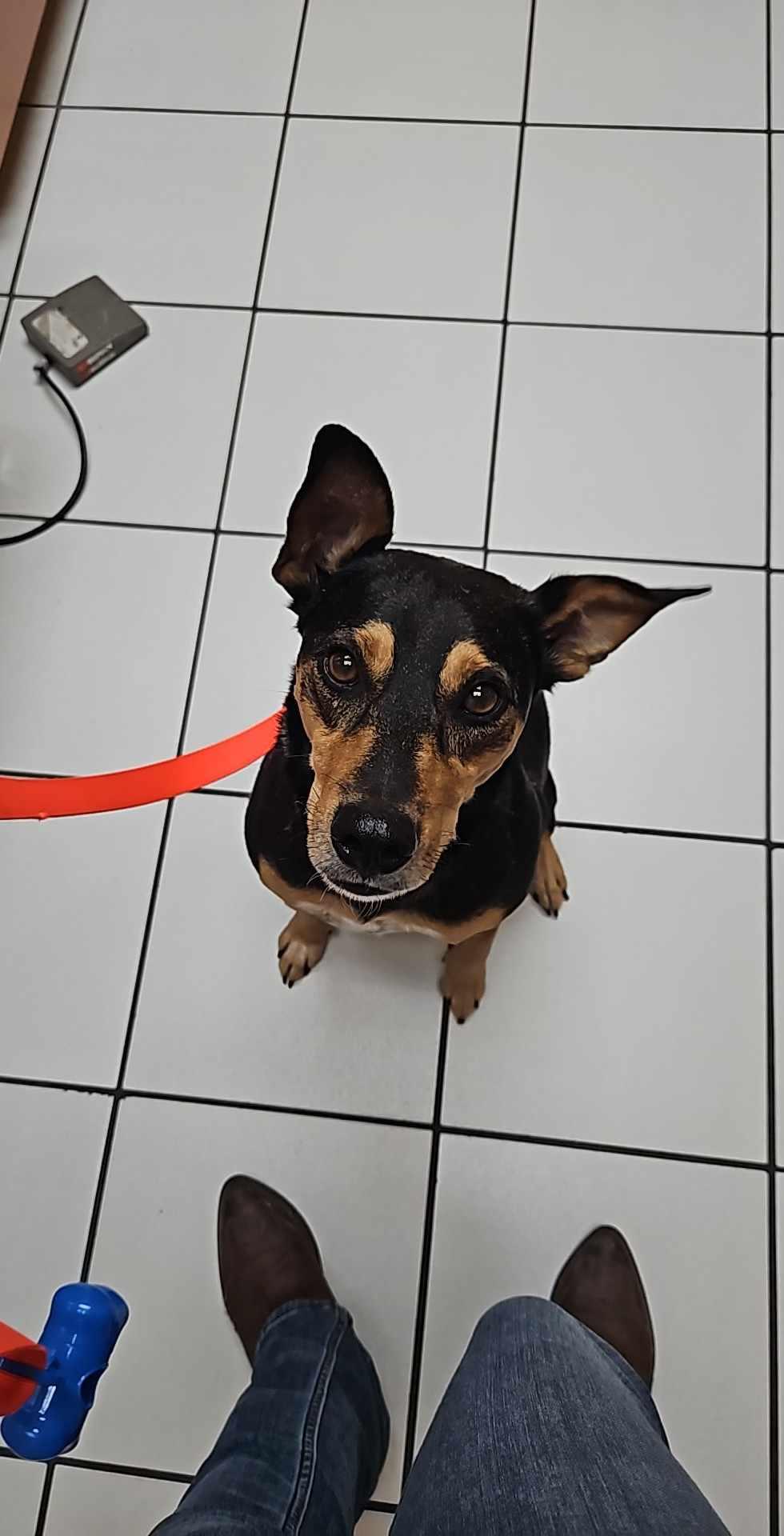 Rocket, an adoptable Doberman Pinscher in Loxahatchee, FL, 33470 | Photo Image 2