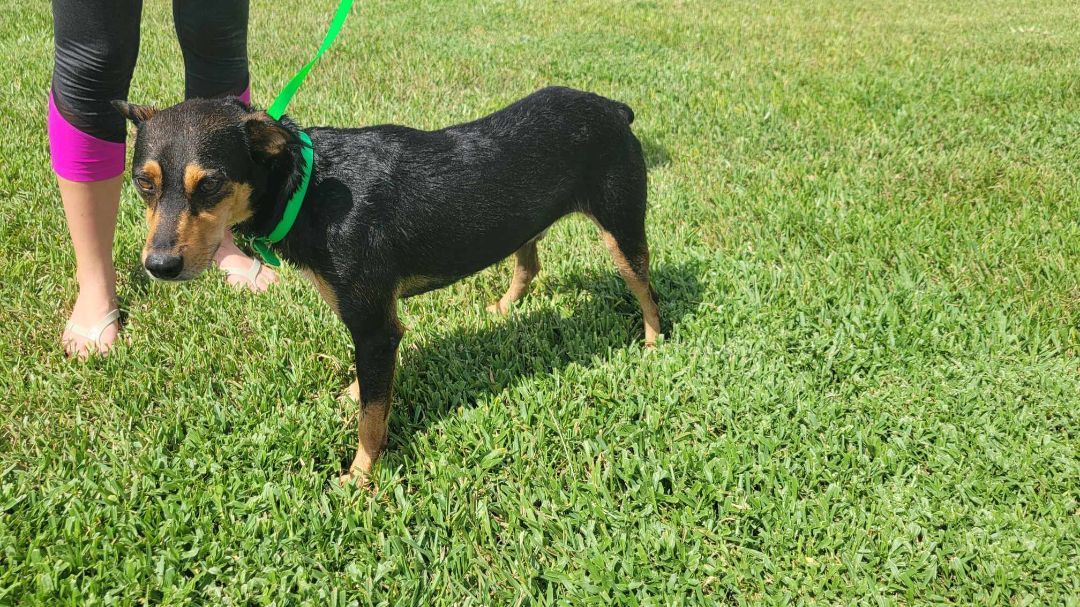 Enlarge Rocket, a Adoptable mixed breed in Loxahatchee, FL image 4/4