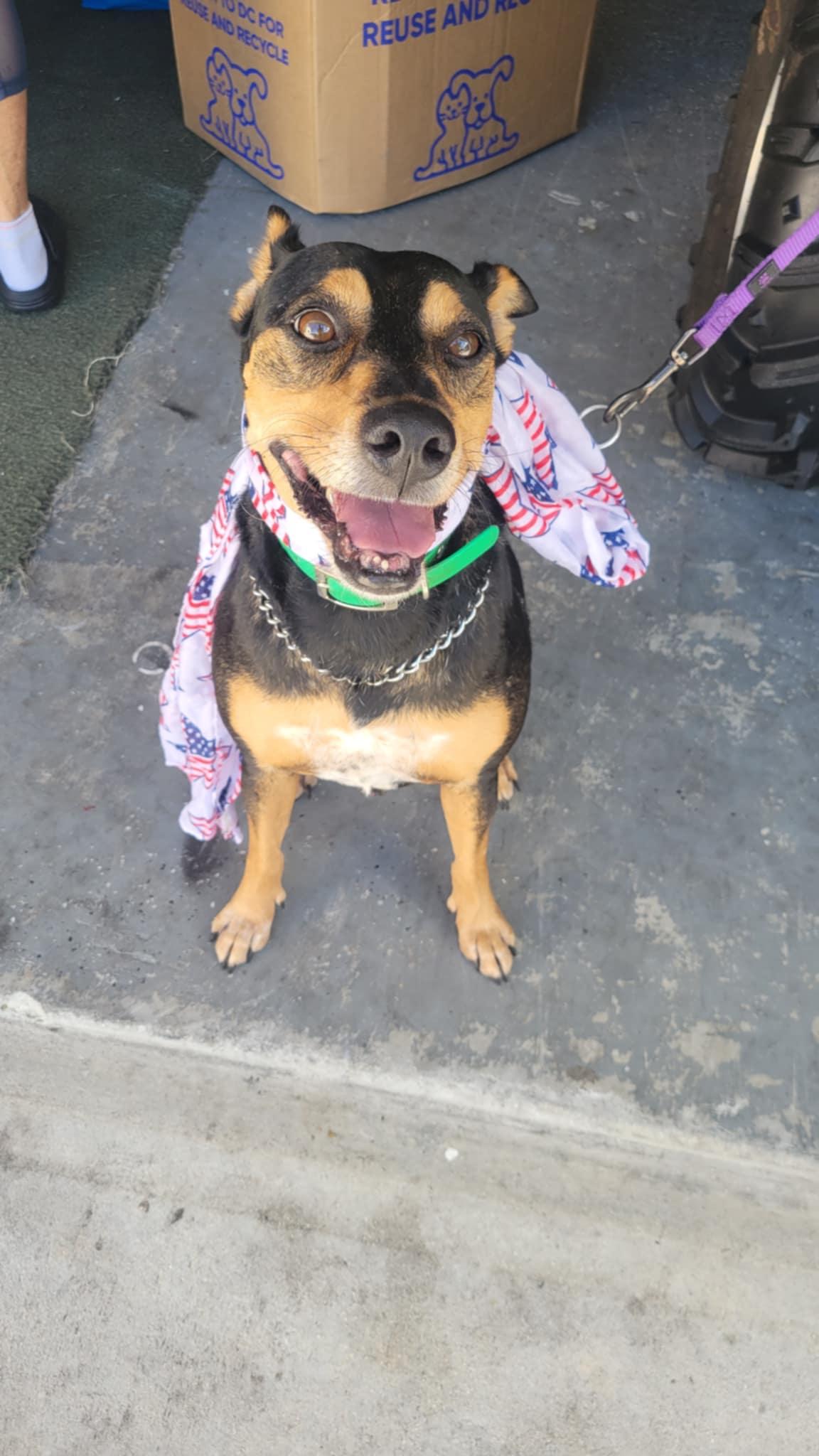 Enlarge Rocket, a Adoptable mixed breed in Loxahatchee, FL image 1/4