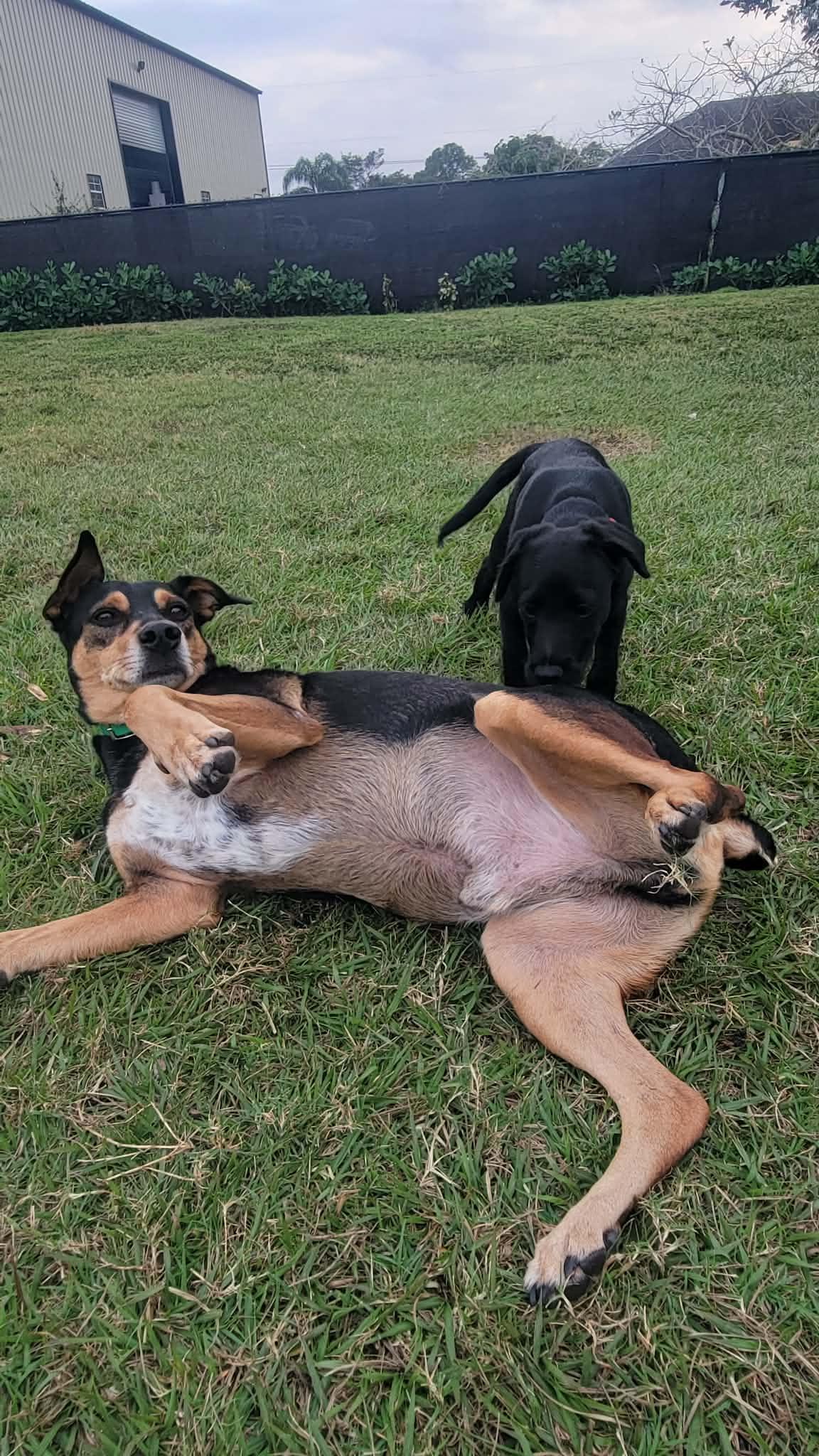 Rocket, Adoptable, Adult Male Doberman Pinscher.