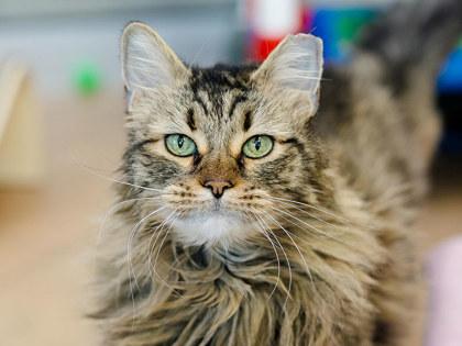 Nala, Adoptable, Senior Female Domestic Long Hair & Domestic Short Hair.