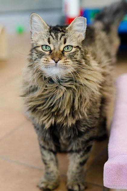 Nala, a Adoptable mixed breed in Longmont, CO image 2/2