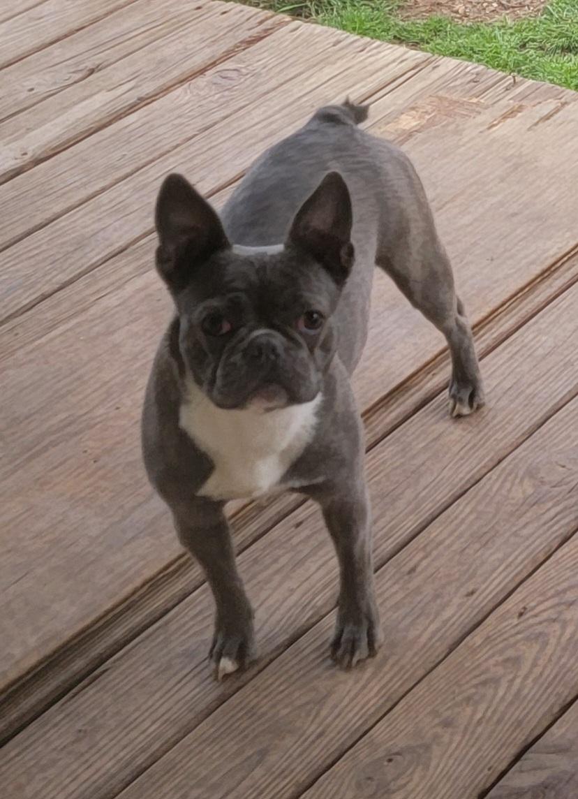 Selma, ADOPTABLE, Adult Female Boston Terrier & French Bulldog.
