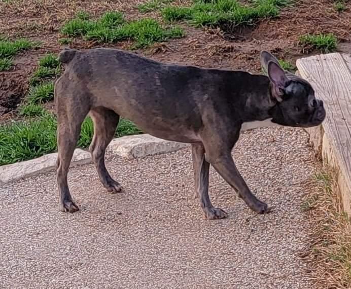 Enlarge Selma, a ADOPTABLE mixed breed in Van Alstyne, TX image 3/5