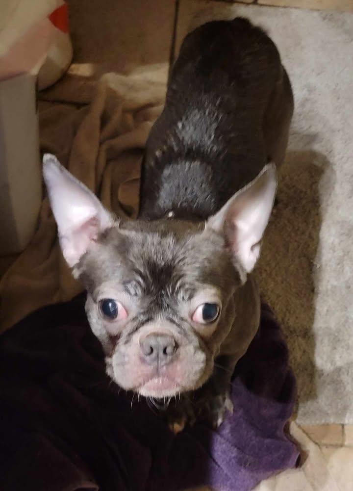 Enlarge Selma, a ADOPTABLE mixed breed in Van Alstyne, TX image 4/5