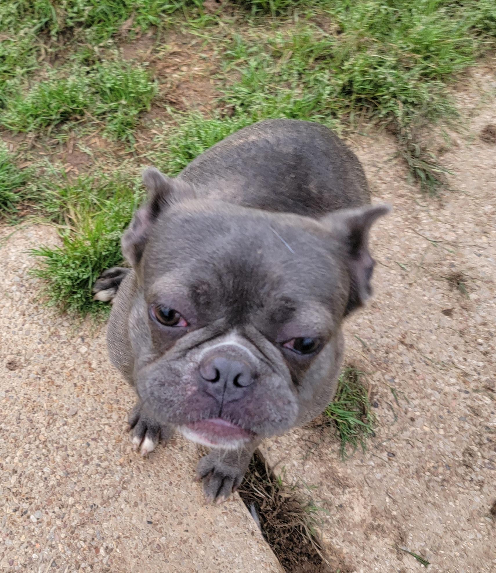 Selma, a ADOPTABLE mixed breed in Van Alstyne, TX image 4/4