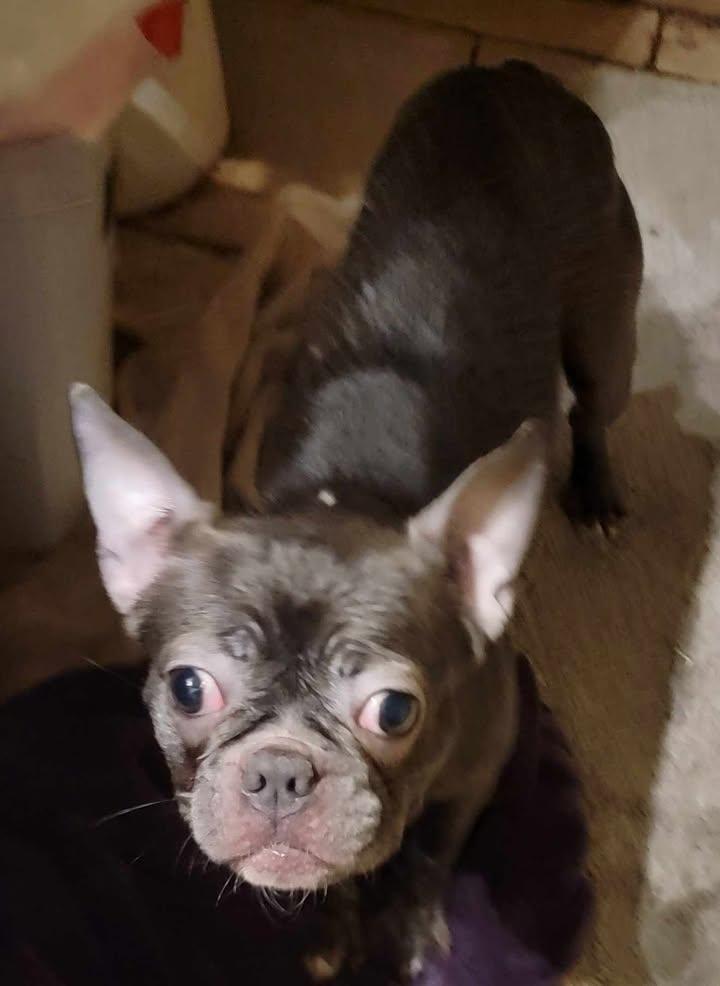 Enlarge Selma, a ADOPTABLE mixed breed in Van Alstyne, TX image 1/5