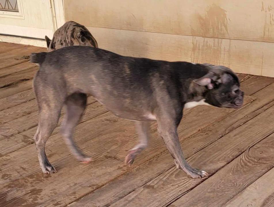 Enlarge Selma, a ADOPTABLE mixed breed in Van Alstyne, TX image 2/5