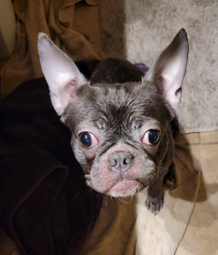 Enlarge Selma, a ADOPTABLE mixed breed in Van Alstyne, TX image 5/5