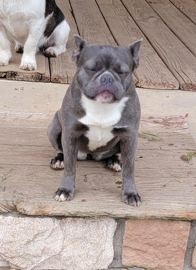Selma, a ADOPTABLE mixed breed in Van Alstyne, TX image 2/4