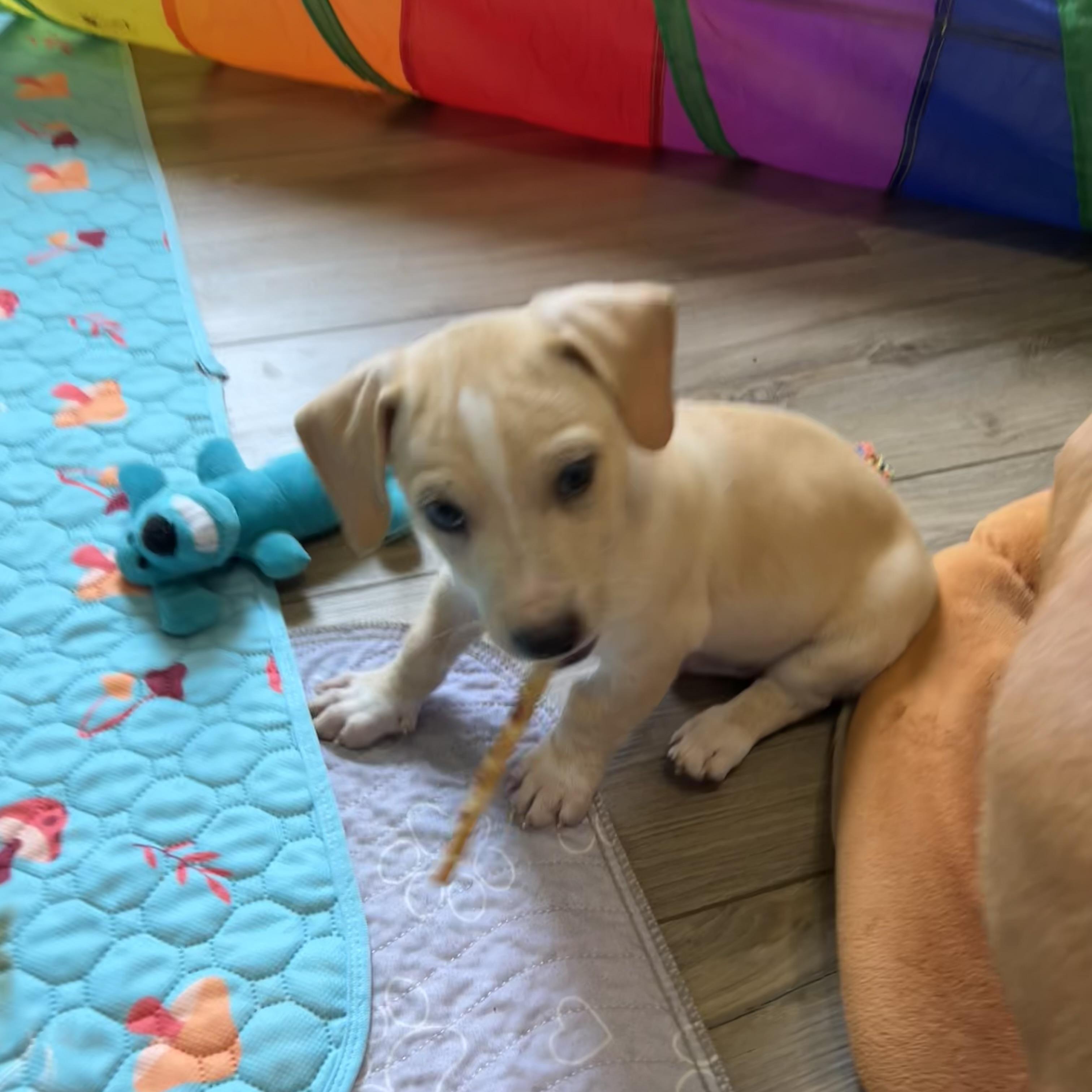 Chiweenie mix pups, a ADOPTABLE mixed breed in Chickasha, OK image 3/4
