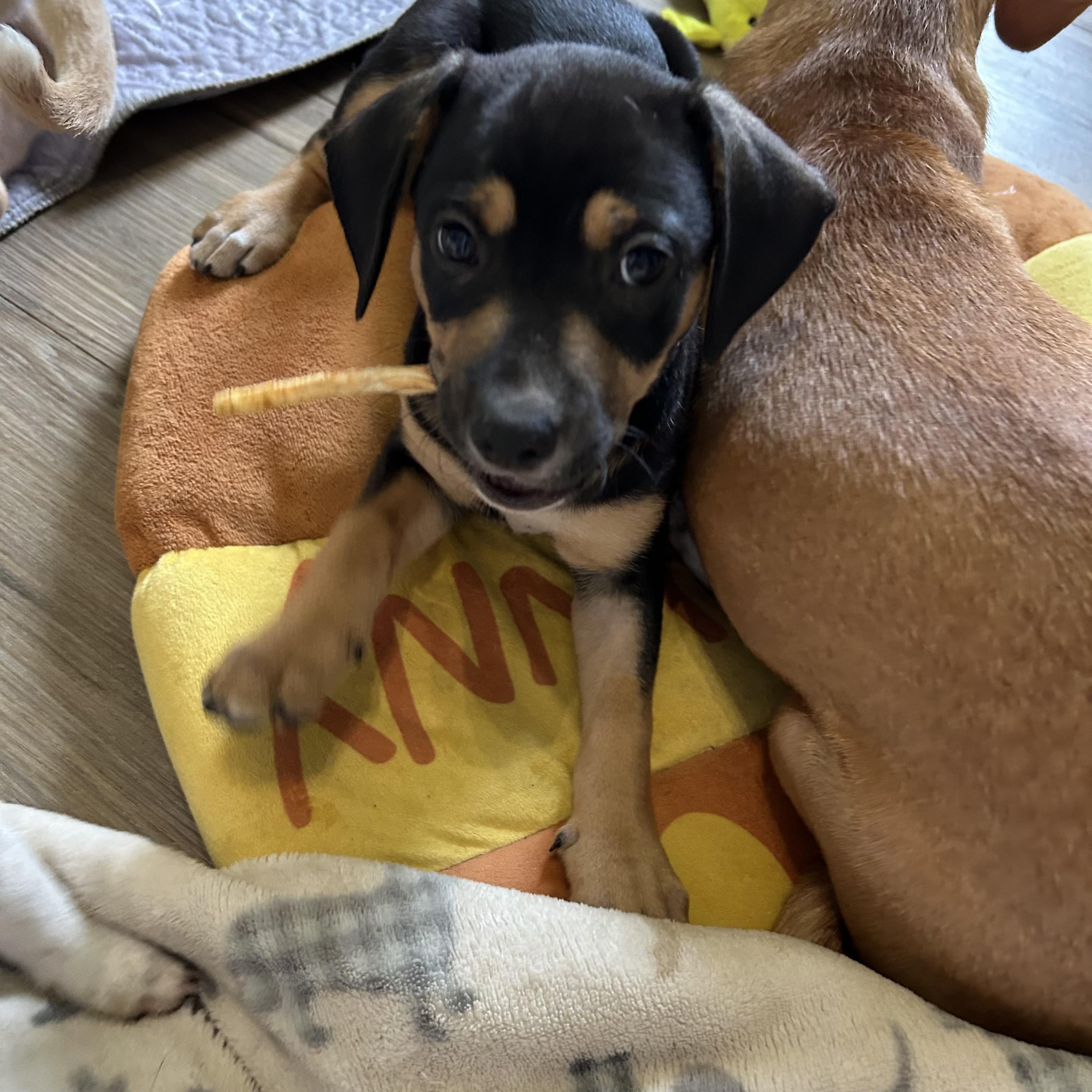 Chiweenie mix pups, a ADOPTABLE mixed breed in Chickasha, OK image 2/4