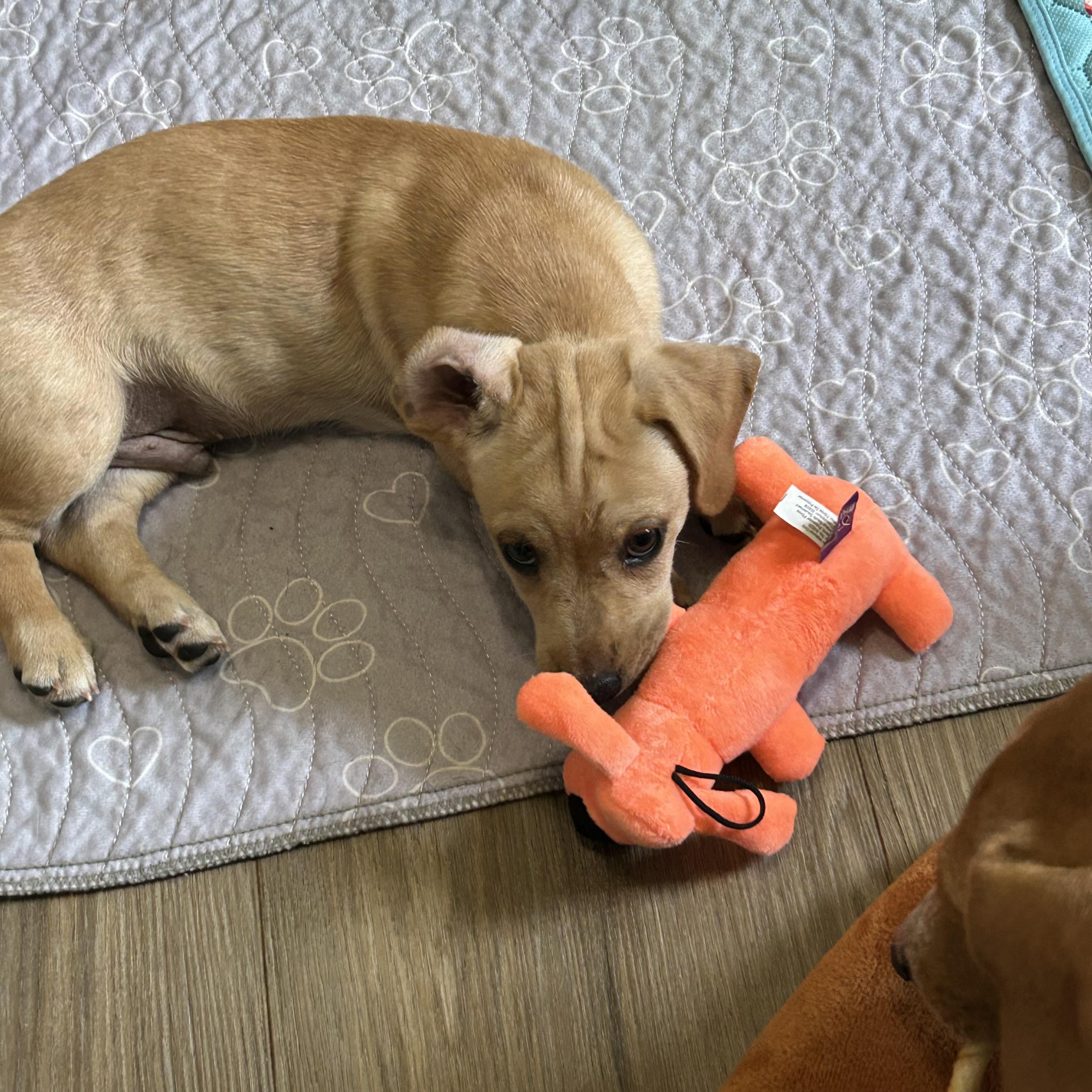 Chiweenie mix pups, a ADOPTABLE mixed breed in Chickasha, OK image 4/4