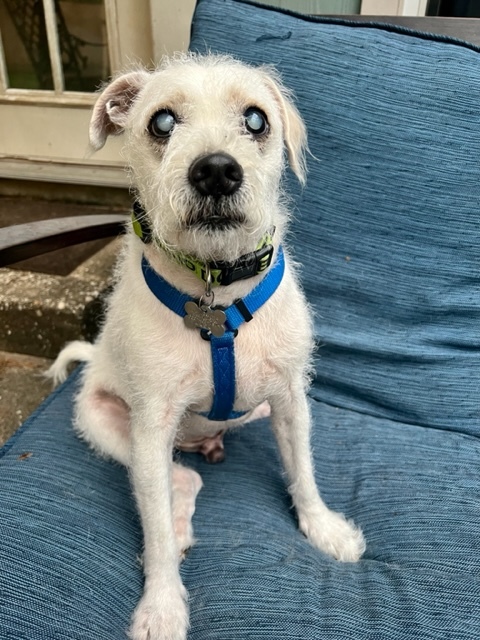 Benji, a Adoptable mixed breed in Spring, TX image 1/8