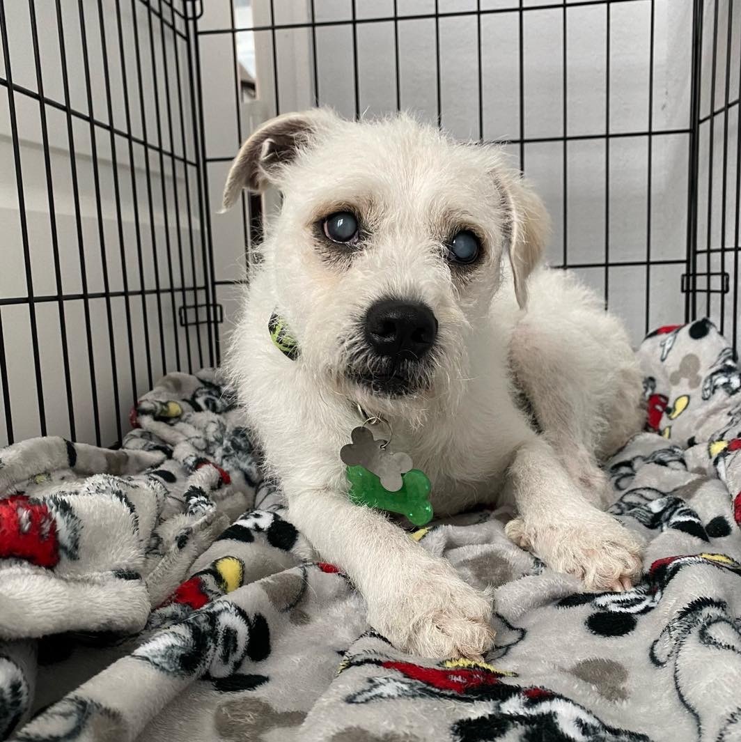 Benji, a Adoptable mixed breed in Spring, TX image 2/8