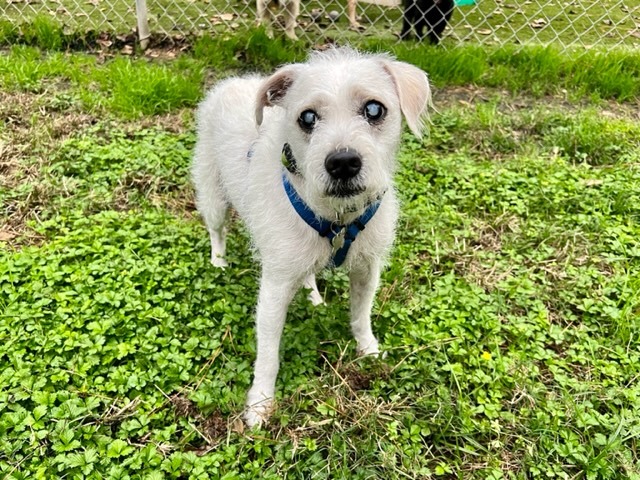 Benji, a Adoptable mixed breed in Spring, TX image 3/8
