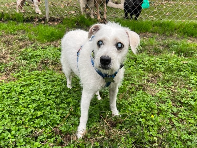 Benji, a Adoptable mixed breed in Spring, TX image 4/8