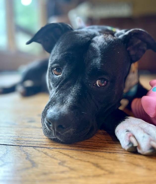Cora