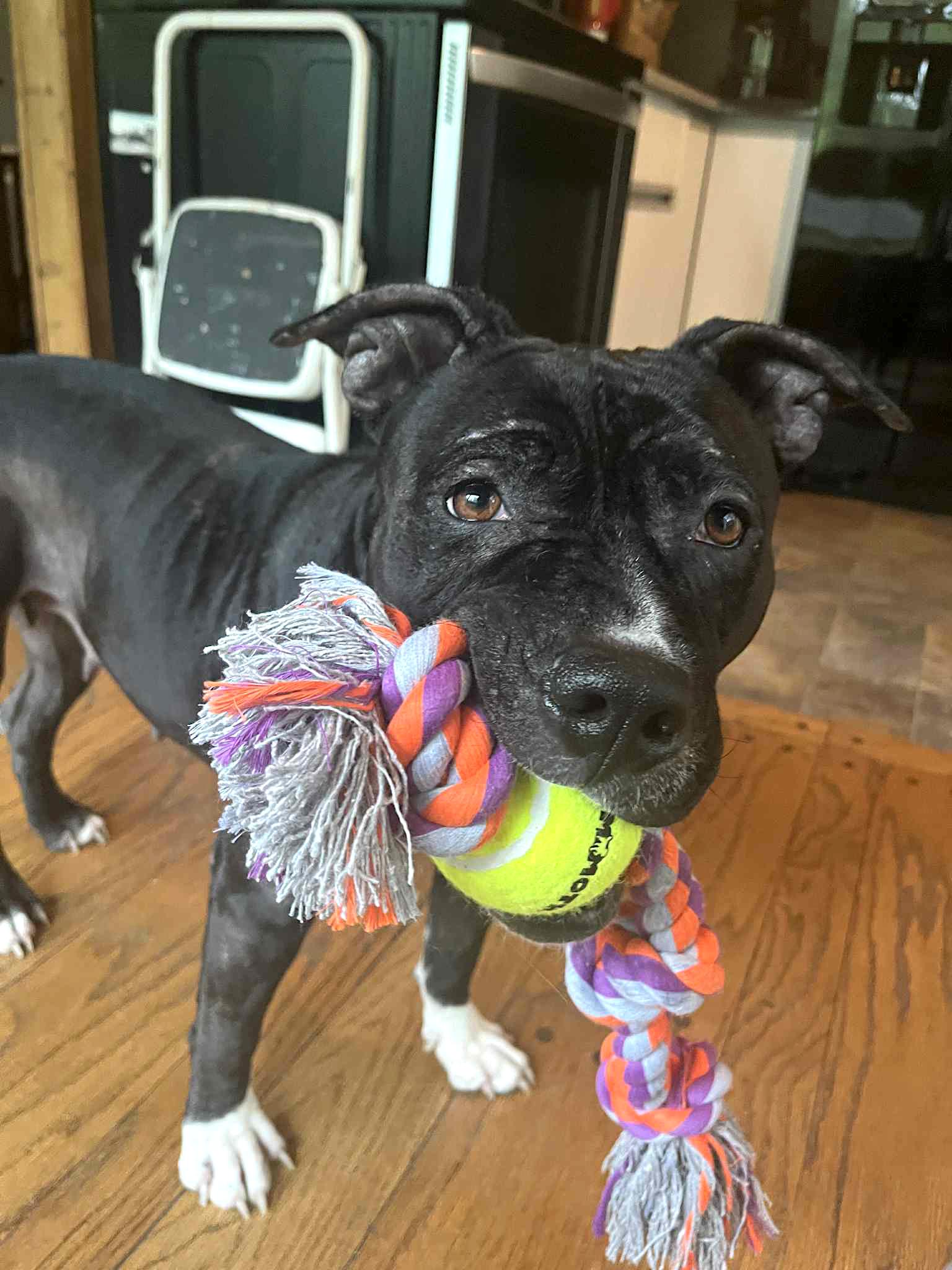 Cora