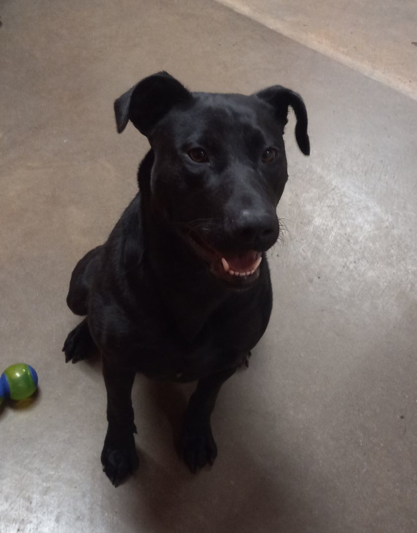 Dog for adoption Bella , a Labrador Retriever & Boxer Mix in Onley