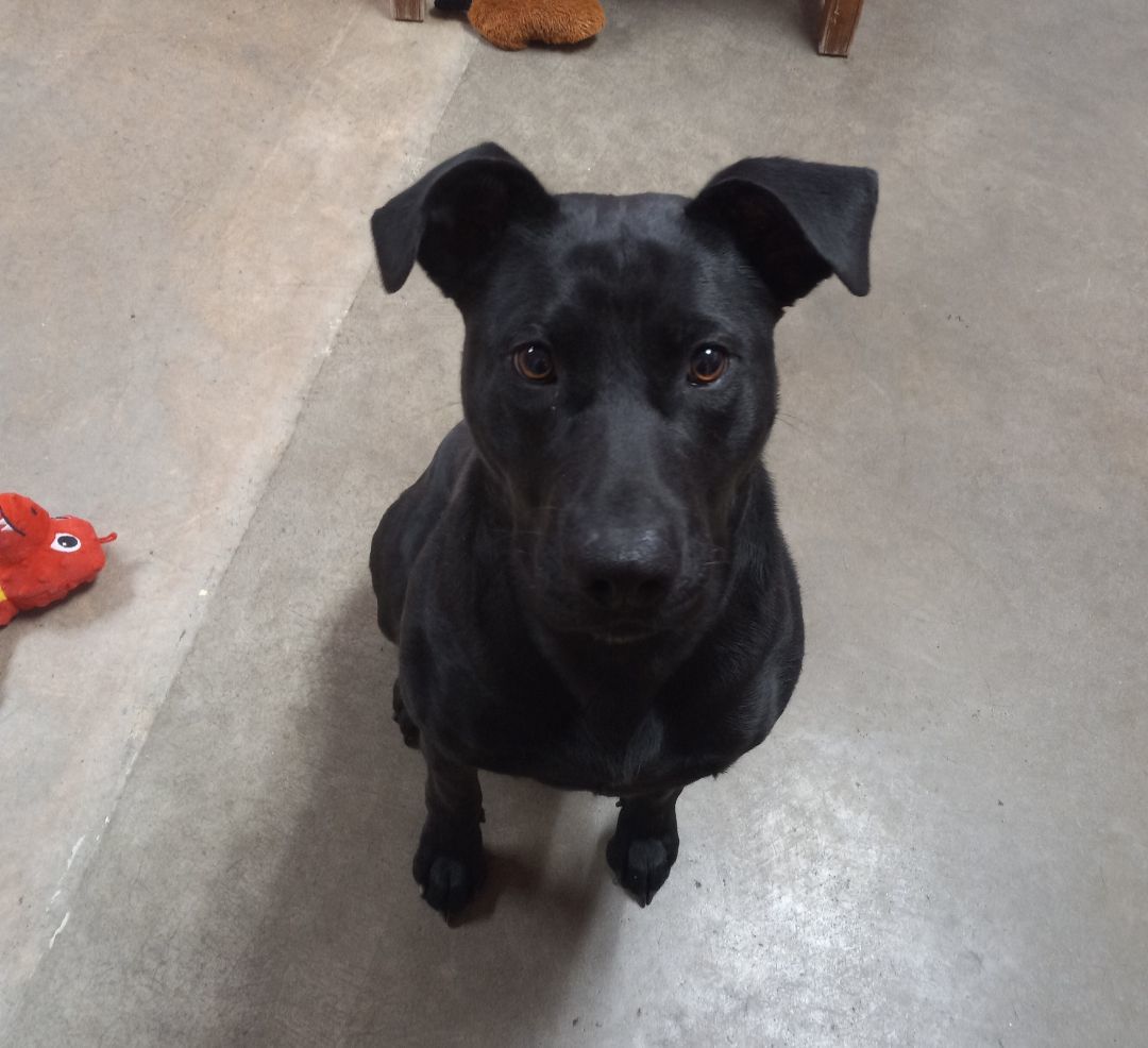 Dog for adoption Bella , a Labrador Retriever & Boxer Mix in Onley