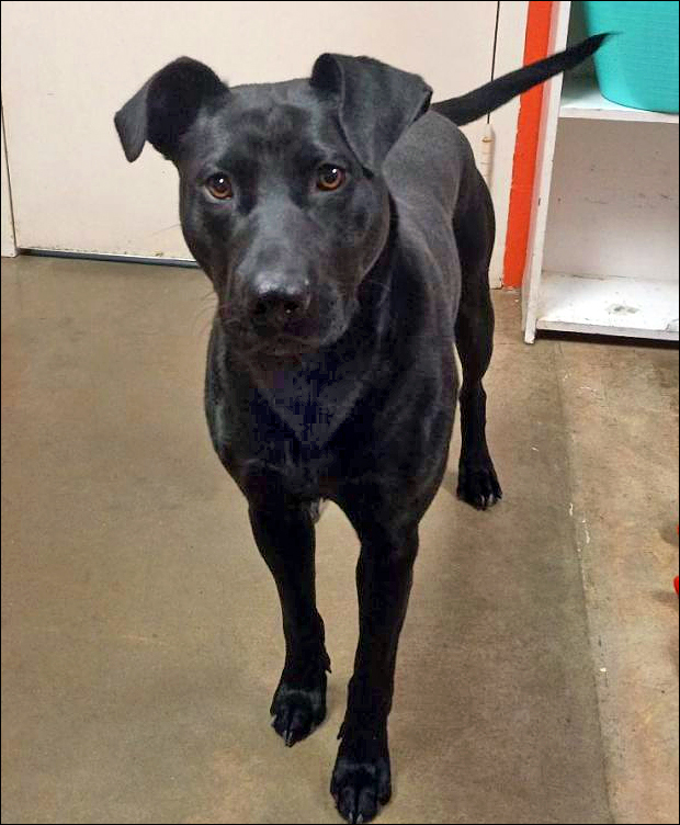 Dog for adoption Bella , a Labrador Retriever & Boxer Mix in Onley