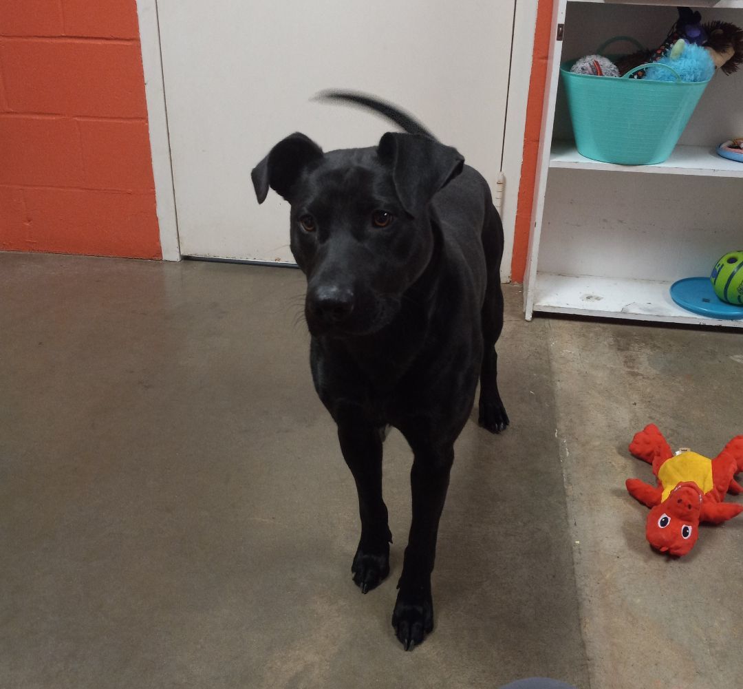 Dog for adoption Bella , a Labrador Retriever & Boxer Mix in Onley