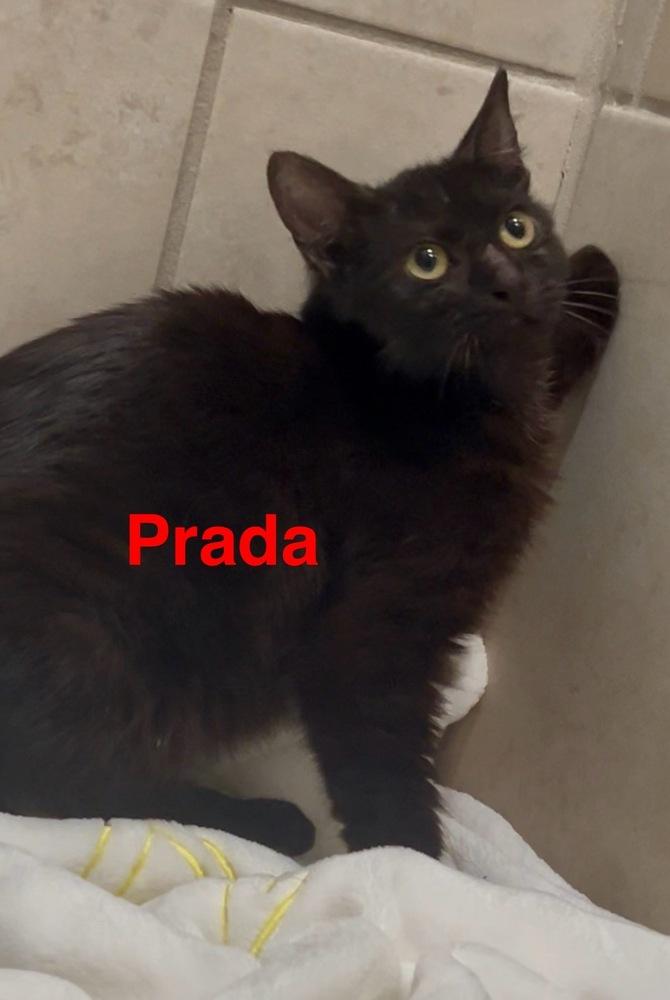 Enlarge Prada, a Adoptable Domestic Medium Hair in Fern Park, FL image 1/1